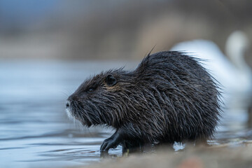 Nutria, auch Biberratte, Wasserratte oder Sumpfbiber genannt, leben in der Nähe von Wasser in selbst gegrabenen Erdhöhlen. Der aus Südamerika stammende, in Gruppen lebende Säuger ist eine invasive Art