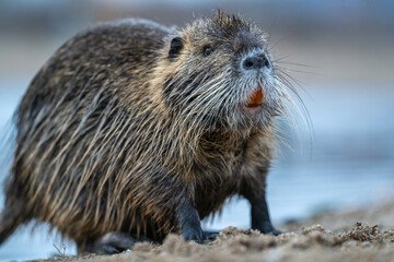 Nutria, auch Biberratte, Wasserratte oder Sumpfbiber genannt, leben in der Nähe von Wasser in selbst gegrabenen Erdhöhlen. Der aus Südamerika stammende, in Gruppen lebende Säuger ist eine invasive Art