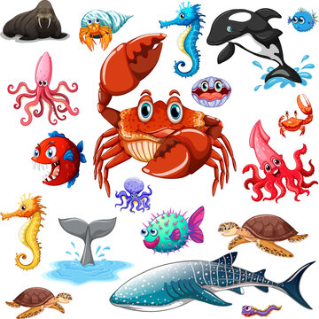 Different types of sea animals