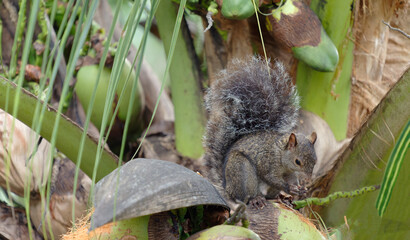 Yucatan-Hörnchen - Sciurus yucatanensis © Monika