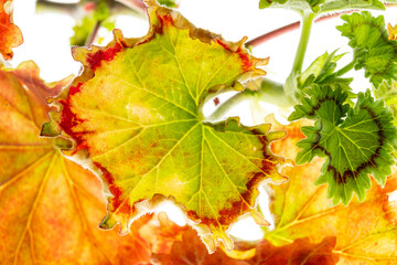 pelargonium, leaves on the white background