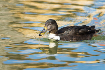  Mallard Duck Hen swimming on the water of a pond