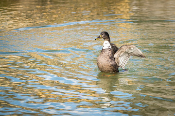  A mallard duck stretching his wings at the waters edge
