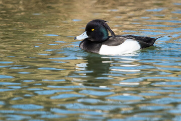  Male Tufted Duck swimming in the pond