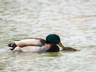  Mallard (Anas platyrhynchos). Male and female of this waterfowl. Meeting time. Copulation of ducks. Scene from wild nature. Beautiful orange light on background.