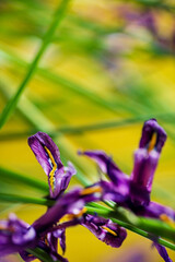 iris flowers in the pot