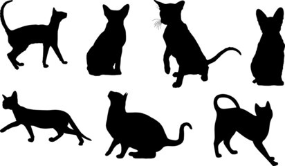 Cornish Rex Cat Silhouette Bundle SVG