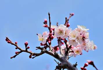 close up plum blossoms