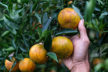 Close up hand holding natural organic of ripe fresh tangerine hanging on the top of tree in orange plantation garden, Chiangmai, Thailand. .