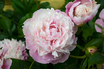 Blooming pink peony in summer