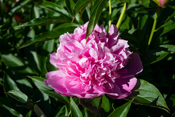 Blooming pink peony in summer