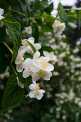 Naklejka na ściany i meble blooming bush of white jasmine, spring, freshness