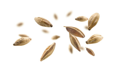 Barley malt grains levitate on a white background - obrazy, fototapety, plakaty