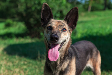 Young dog looking at camera , pet with tongue hanging out