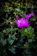 thistle flower