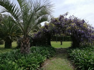 Fototapeta premium trees in the garden