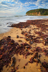 seaweed on the beach after large seas and storm swell