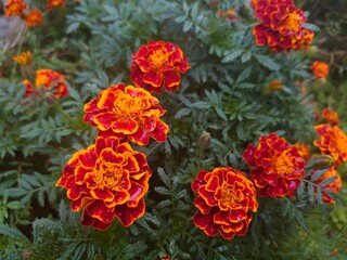red and yellow flowers
