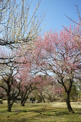 Obraz premium 梅林