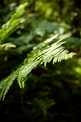 close up of pine needles