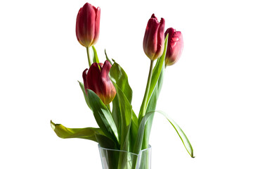 Bouquet of red tulips in a vase on a white isolated background