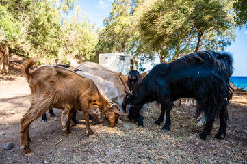 Free range goats camping in Crete, Greece with a motorhome in the background.