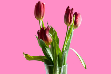 Bouquet of red tulips in a vase on a pink isolated background