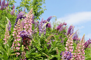 Naklejka premium Lupine flowers blooming on a spring or summer meadow. Purple and pink wildflowers in green grass on blue sky background