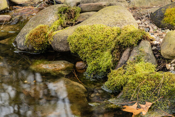 Blooming bright green moss on old stone near the water surface of overgrown pond. Blurred background from multi-colored stones. Stone shore. Selective focus. Close-up. Nature concept for design.