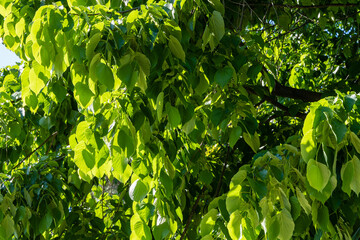 Linden Tilia caucasica in Adler arboretum "Southern Cultures". Huge crown of tree with bright green leaves against blue sky. Selective focus. Nature concept for design. Sirius (Adler) Sochi.