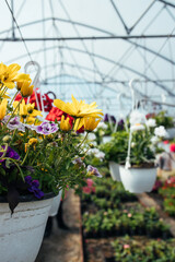 Beautiful and large greenhouse interiors or indoors. Plenty of gorgeous flowers. Selective focus. No people.
