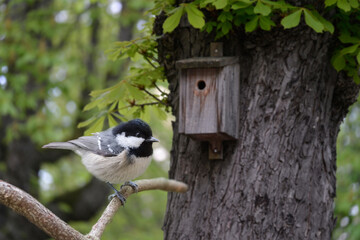 Meise vor Nistkasten