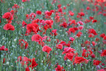 Obraz premium coquelicot 6