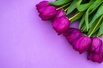mother's day background. view from above. Beautiful bouquet of purple tulips on a purple background.