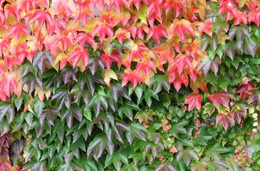 colorful vine leaves in autumn