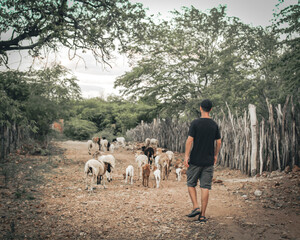 homem caminhando entre cabras no sertão baiano