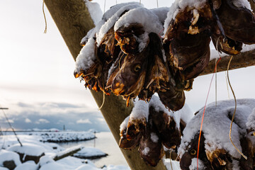 StockFish - konstrukcje do suszenia ryb, dorsze schną wisząc na wietrze i mrozie, suszona ryba jest przysmakiem na całym świecie, Lofoty w Norwegii - obrazy, fototapety, plakaty