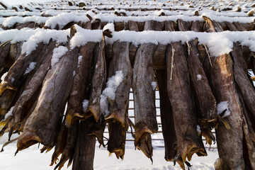 StockFish - konstrukcje do suszenia ryb, dorsze schną wisząc na wietrze i mrozie, suszona ryba jest przysmakiem na całym świecie, Lofoty w Norwegii - obrazy, fototapety, plakaty