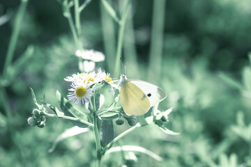 Large cabbage white butterfly fly in spring green field closeup, pastel colors