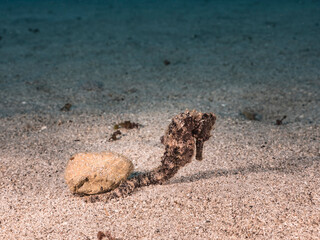 Seascape with Seahorse in the coral reef of Caribbean Sea, Curacao