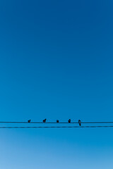 five little birds perched on a rope against a blue sky
