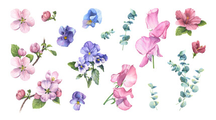 Large collection of watercolor elements. Beautiful flowers and plants. Freesia, anemone, sweet peas, peony, rose, viola, eucalyptus. Illustrations hand-drawn on a white background. Floral design. - obrazy, fototapety, plakaty