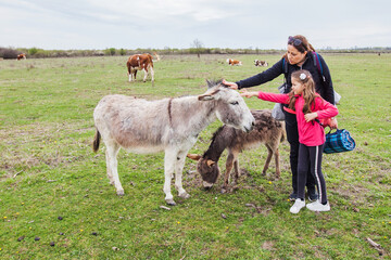 Fototapeta premium Mother with children at donkey farm in nature reserve. Domestic animal. Donkeys grazing on pasture. Rural landscape. Spring day.