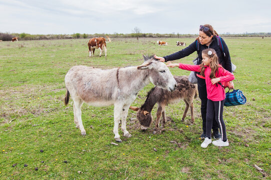 Mother with children at donkey farm in nature reserve. Domestic animal. Donkeys grazing on pasture. Rural landscape. Spring day.