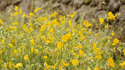 yellow flowers in the grass