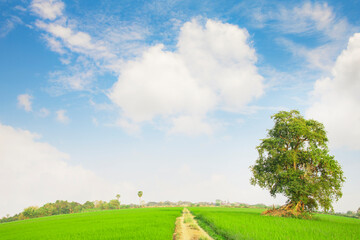 Fototapeta na wymiar Lush green rice field and blue sky, In Asia,wide angle background.