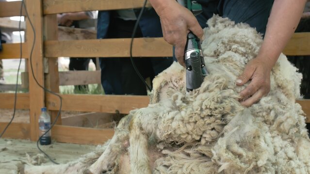 Men shearer shearing sheep at agricultural show in competition. The process by which wool fleece of a sheep is cut off. Electric professional sheep manual hair clipper sheep cutting shearing machine.