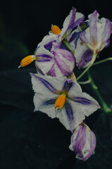 flor morada blanca y amarilla detalle macro