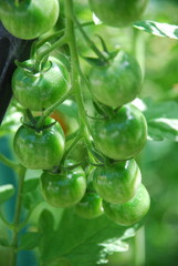 Small tomatoes grow on a branch. Still green cherry tomatoes hanging on a branch on a tomato bush among green leaves and stems. There are small villi on branches and vegetables.