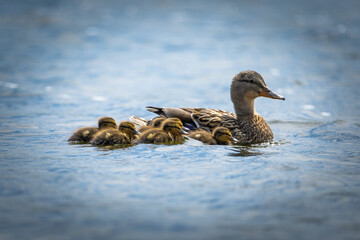 Entenfamilie im Wasser